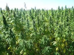 hemp field 2.jpg hemp field 2.jpg
